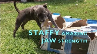 STAFFY DOG BREED HAS AMAZING JAW POWER  STAFFORDSHIRE BULL TERRIER [upl. by Zoba827]