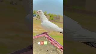 Lal duma nar sorts video kabutar pigeon good video youtuber videos sort trend trending [upl. by Eelak631]