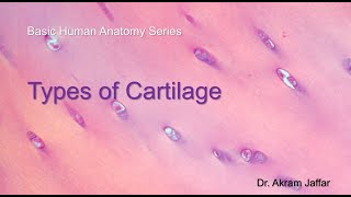 Types of Cartilage [upl. by Daphene]