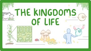 Kingdoms of Life  Animals Plants Fungi Protoctists Bacteria and Viruses 1 [upl. by Llerehs896]