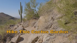 Hiking Among the Cacti Natures Prickly Beauties [upl. by Aikat]