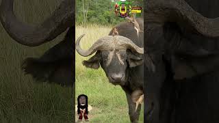 Oxpecker menace shorts Oxpecker buffalo [upl. by Salman]