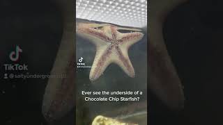 Starfish are wild  Salty Underground [upl. by Hadias]