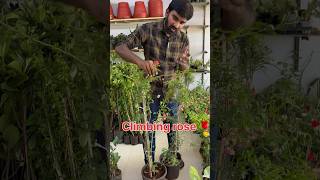 Climbing roses plants caring tips [upl. by Retsek]