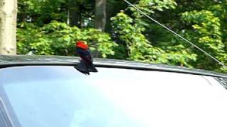 Scarlet Tanager Attacks ReflectionMOV [upl. by Wrennie467]