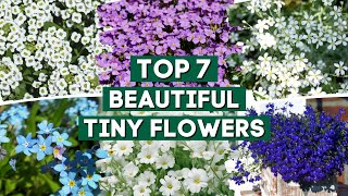 Top 7 Beautiful Tiny Flowers for Your Garden 🌺🌸🌼  PlantDo Home amp Garden 💚 [upl. by Krute94]