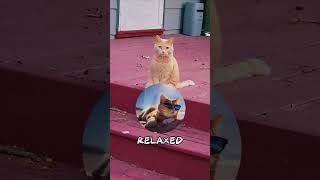 This Cat Sitting Like Human Gone Viral [upl. by Avek]