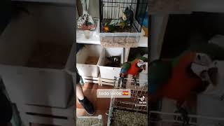 🦜alimentando a los loros papilleros 🐥 loros bebés [upl. by Mala]