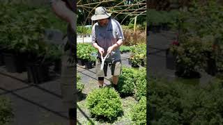 How to Prune Spirea flowering plants from Settlemyre Nursery [upl. by Leilah988]