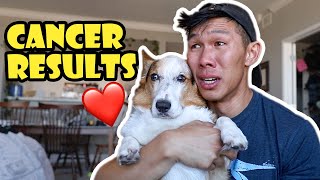 Results From My Corgis Cancer Scan  Life After College Ep 766 [upl. by Nesline]