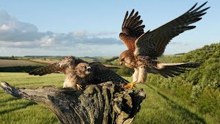 Kestrels Raise Chicks Against All Odds  Full Story  Mr amp Mrs Kes  Robert E Fuller [upl. by Beetner]