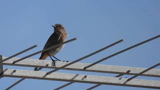 Black Redstart Codirosso spazzacamino Phoenicurus ochruros [upl. by Julian478]