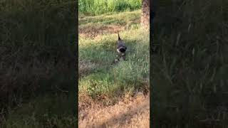 MORNI 🦚 KE BACCHE ♥️ peacock rajasthan nationalbird india birdspotting peahen baby farm [upl. by Anivlem]