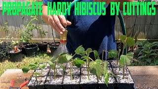 Propagate Hardy Hibiscus by Cuttings [upl. by Niveek]