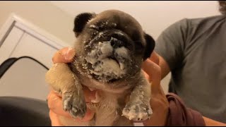 How to Wean Puppies the Correct way Without Problems Frenchies Matts Kennels [upl. by Sarajane395]