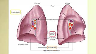 Akciğer Anatomisi Pulmones [upl. by Asertal7]