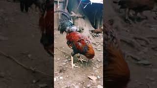 Pulang manok youtube [upl. by Lhok163]