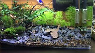 CARIDINAS TAITIBEE SHRIMP TANK [upl. by Merton]