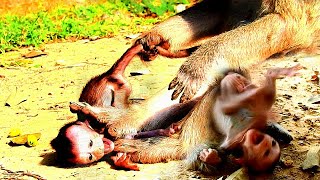 BREAKING HEART  Poor baby monkey started to be weaned [upl. by Allwein]