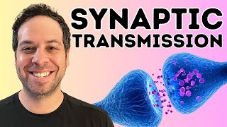 Synaptic transmission I The Synapse I How Neurons Communicate [upl. by Anayit376]