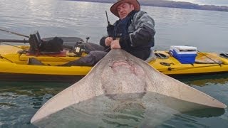 Kayak Fishing for Scottish Monsters  Common Skate [upl. by Neelhtak855]