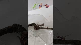 Mantis Religiosa ðŸ†š Hormiga Arriera ðŸ²ðŸœ [upl. by Vial]