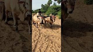 MID Ongole bulls Dheera Rana  Ongole bulls  very powerful Ongole gittalu  shorts lingapalem [upl. by Ardeha]