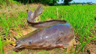 Best amazing fishing catch a lot of fish in the field near the village by hand a fisherman skills [upl. by Htomit]