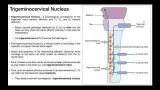 The Trigeminocervical Nucleus EXPLAINED [upl. by Sklar667]