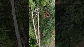 Chopping 2 trees at the same time treeworker [upl. by Trixy292]