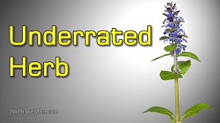 Ajuga Reptans Bugle or Bugleweed  Edible Herb with Medicinal Uses [upl. by Dnalyar297]