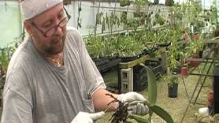 The Orchid Doctor  How to Replant an Orchid Part 1  orchidmania south florida [upl. by Greenfield]