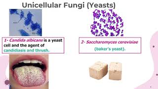 Lec9 Fungal Structure Agricultural Microbiology [upl. by Consalve56]