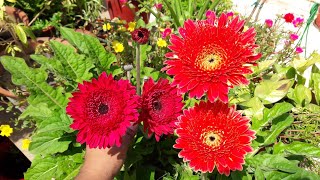 How to Grow Gerbera by Seeds  Easy Way to Grow Gerbera Plant by Seeds [upl. by Atinnor]