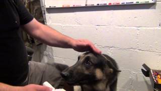 Aggressive German Shepherd Ear Cleaning [upl. by Kathrine647]