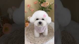 비숑 귀툭튀 마무으리 bichon frise grooming [upl. by Marler]