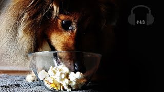 ASMR 43 My dog eating popcorn drizzled with coconut oil homemade treat [upl. by Atiuqrahs754]