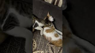 Bhola bhala tha seedha sadha sa tha ye to anjaan tha kittten cat cuteanimals funny cute [upl. by Herrick]