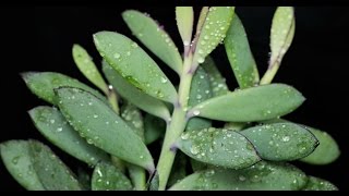 Senecio crassissimus  Kreuzkraut Vertical Leaf Senecio [upl. by Pfeffer878]