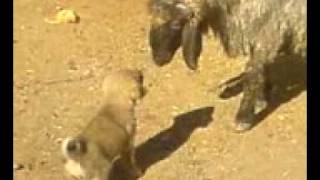 Baby Little Kurdish Kangal Dog vsFighter Sheep Fighting [upl. by Conan240]