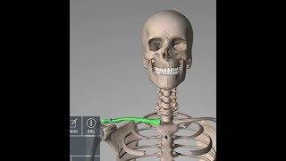 Clavicle  Why Clavicle is Called Modified Long Bone  Anatomyconcept [upl. by Bryner]