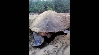 Olive Ridley Sea Turtle Nesting  A Marvel of Nature  Andaman amp Nicobarquot [upl. by Wehhtam]