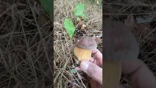 Porcino rosso porcini boletus fun viralvideo viralreels viralshort viralshorts viralvideos [upl. by Nhtanhoj859]