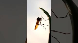 Surprising Allies Unveiling the Hidden Benefits of Mosquitoes shorts animals mosquito [upl. by Nnailuj49]