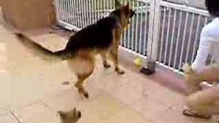 German shepherd barking at newspaper man and his bike [upl. by Yerxa]