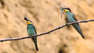 Bienenfresser  European Beeeater  Merops apiaster [upl. by Gavette309]