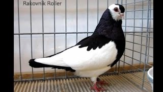 Fancy Pigeon Breeds R Rassetauben in Englisch mit R [upl. by Petulia]