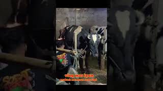 Mas Iyun learned to express fresh cows milk⁉️ [upl. by Gadmann]