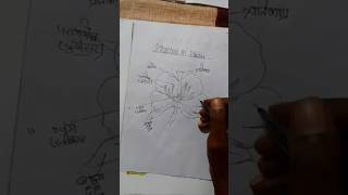 How to draw Labelled diagram  How to draw stracture of flower  PJclasses [upl. by Eiramyllek187]