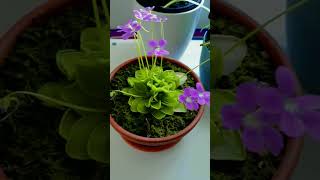 pinguicula butterworts carnivorousplants plants icesworld viralvideo subscribe shortviral [upl. by Eddina]